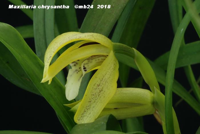 Maxillaria chrysantha Maxill19