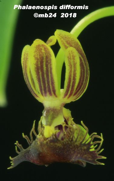 Phalaenopsis difformis Phalae13