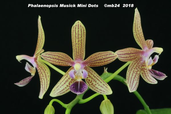 Phalaenopsis Musick Mini Dots (equestris x kunstleri) Phalae19