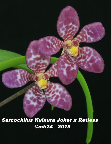 Sarcochilus Kulnura Joker 'Lake Spot' x Retless'Late Marbie' Sarcoc10