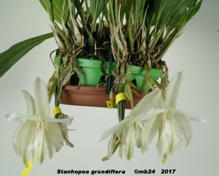Stanhopea grandiflora Stanho13