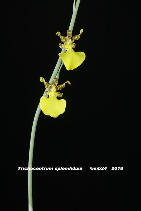 Trichocentrum splendidum  Tricho13