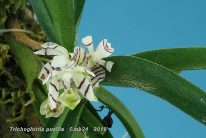 Trichoglottis pusilla Tricho16