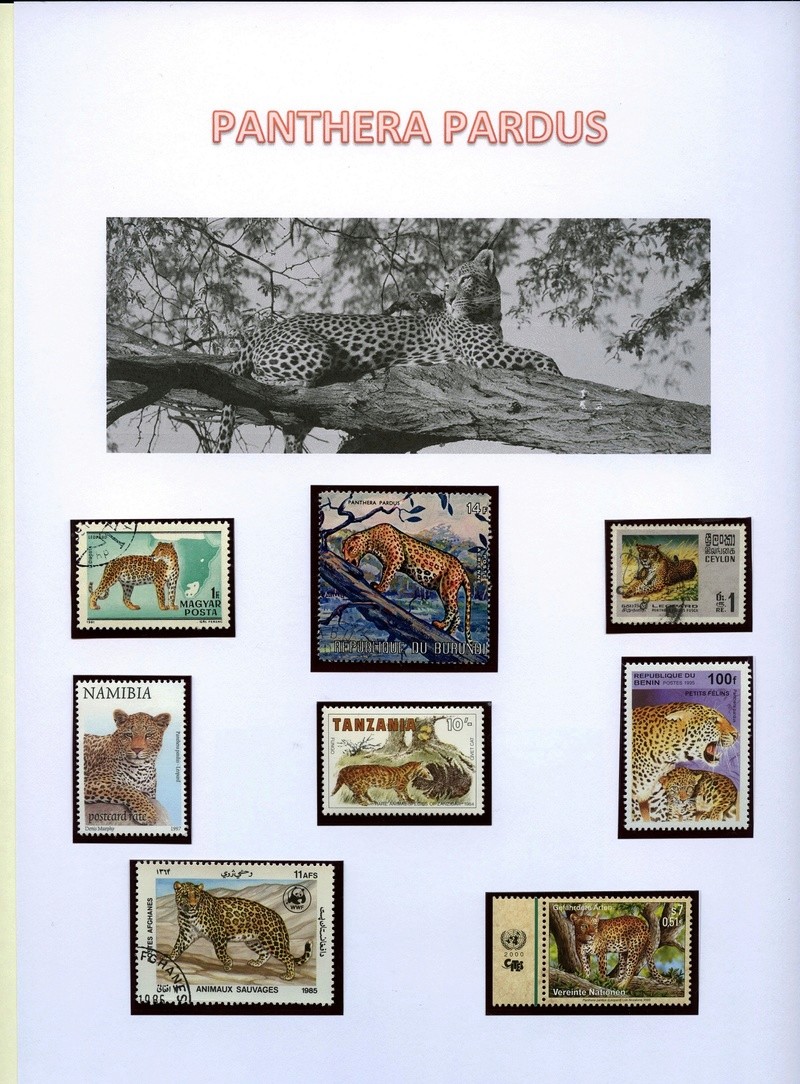 Schweiz - Katzen - Seite 2 Leopar11