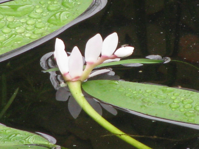 Aquatique, [Myriophyllum brasiliense et Aponogeton distachyos] Img_8110