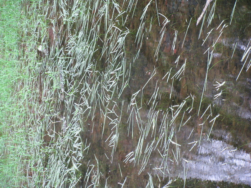 Aquatique, [Myriophyllum brasiliense et Aponogeton distachyos] Img_8111
