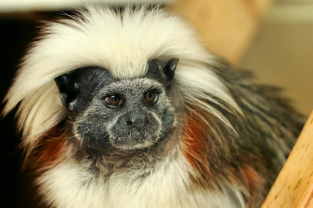 17 loài vật sở hữu bộ lông đặc biệt nhất thế giới ... A294