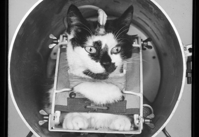 Chuyện thú vị về con mèo đầu tiên bay vào vũ trụ .. Chuyen13