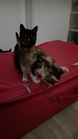 3 chatons en situation d'urgence sanitaire 23602210