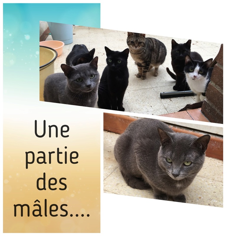 SOS urgent Pompon et ses 13 copains chats ! Pixiz-26
