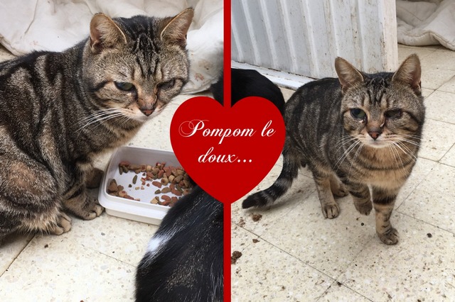 SOS urgent Pompon et ses 13 copains chats ! Sos_410