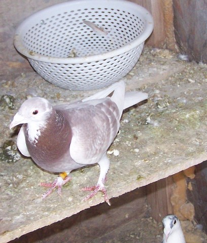 what strain of pigeons do you have for long distance racing 600 to 730 miles - Page 6 Ff10