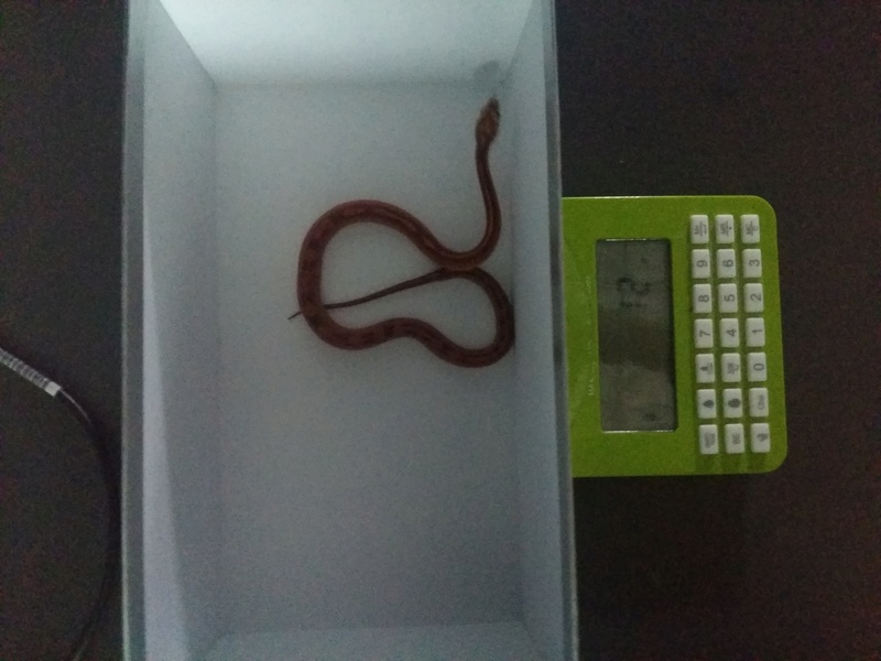 Mon serpent est arrivé j'ai besoin de réponses 20180119