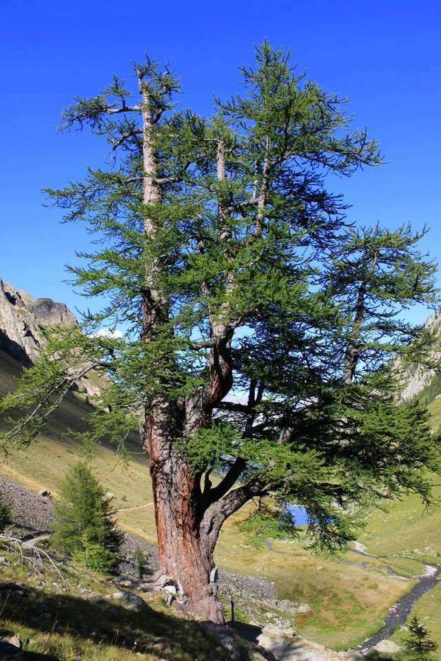 Candelabra Larch 2486510
