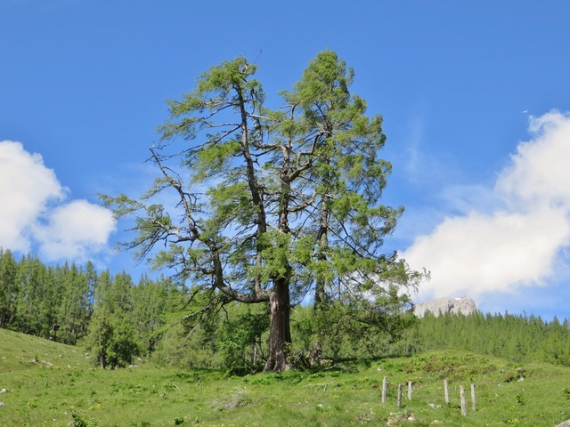 Candelabra Larch Old_la10