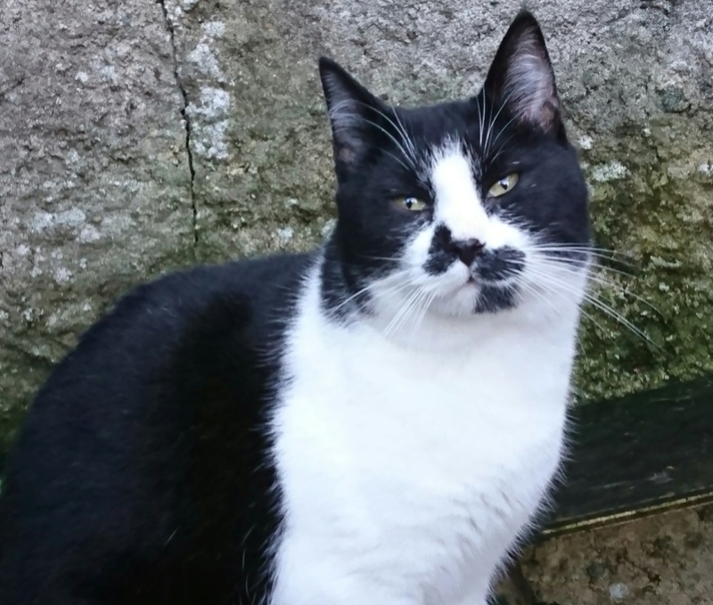  (sauvetage) MOUSTACHE, européen noir et blanc, 3 ans, M, FIV+ _2018015