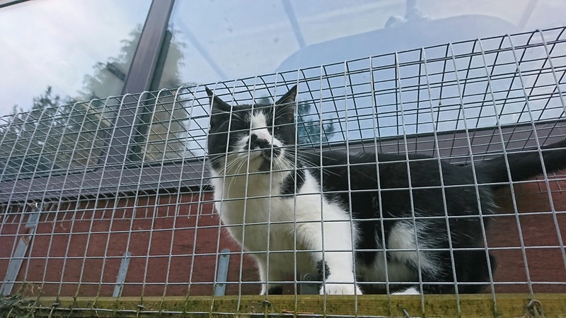  (sauvetage) MOUSTACHE, européen noir et blanc, 3 ans, M, FIV+ Dsc_6411