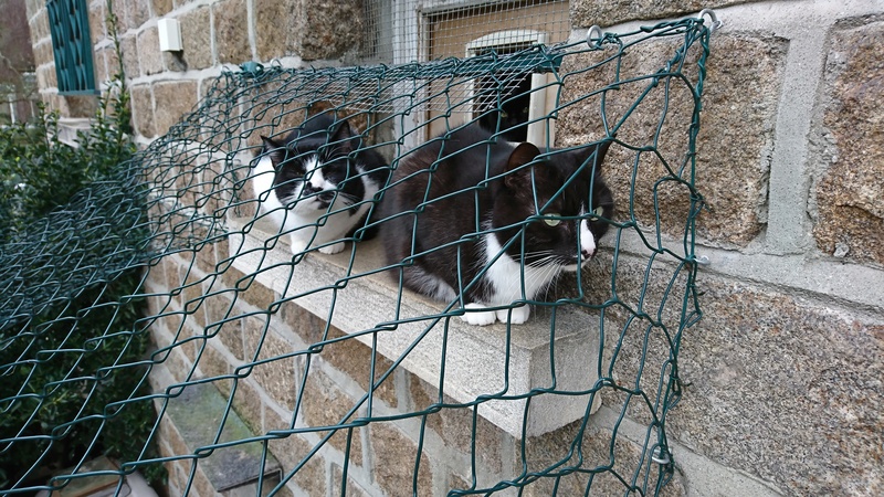  (sauvetage) MOUSTACHE, européen noir et blanc, 3 ans, M, FIV+ Dsc_6511