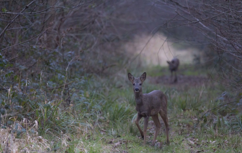 Chevreuils et compagnie  Foryt_27