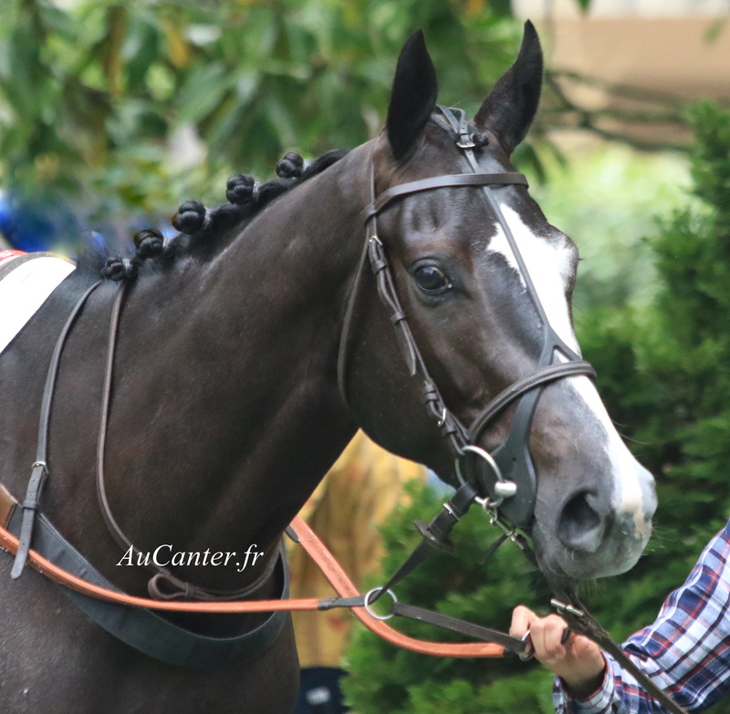 Photos Auteuil 12-05-2018 5j6a0131