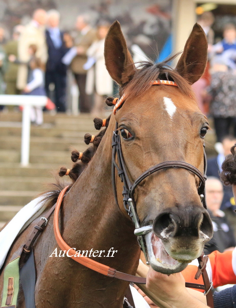 Photos Auteuil 7-04-2018 5j6a6325