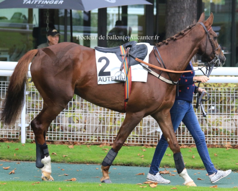 Photos Auteuil 27-10-2017 5j6a7813