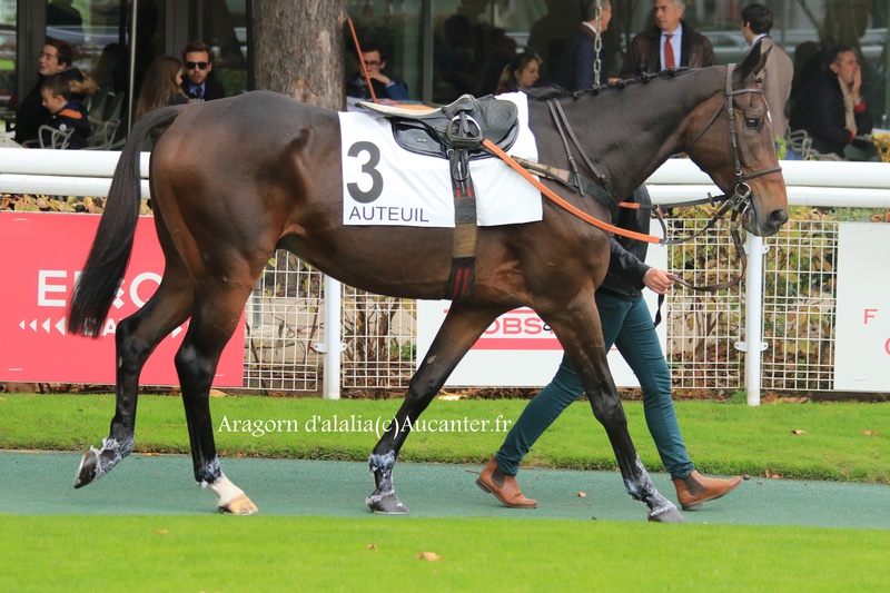 Photos Auteuil 4-11-2017 5j6a8519