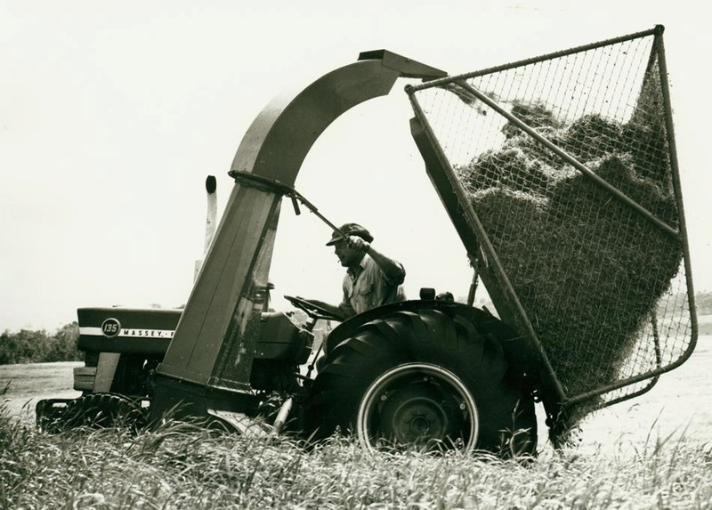 ensileuse - MASSEY FERGUSON  :ensileuse ou récolteuse de fourrage 11483410