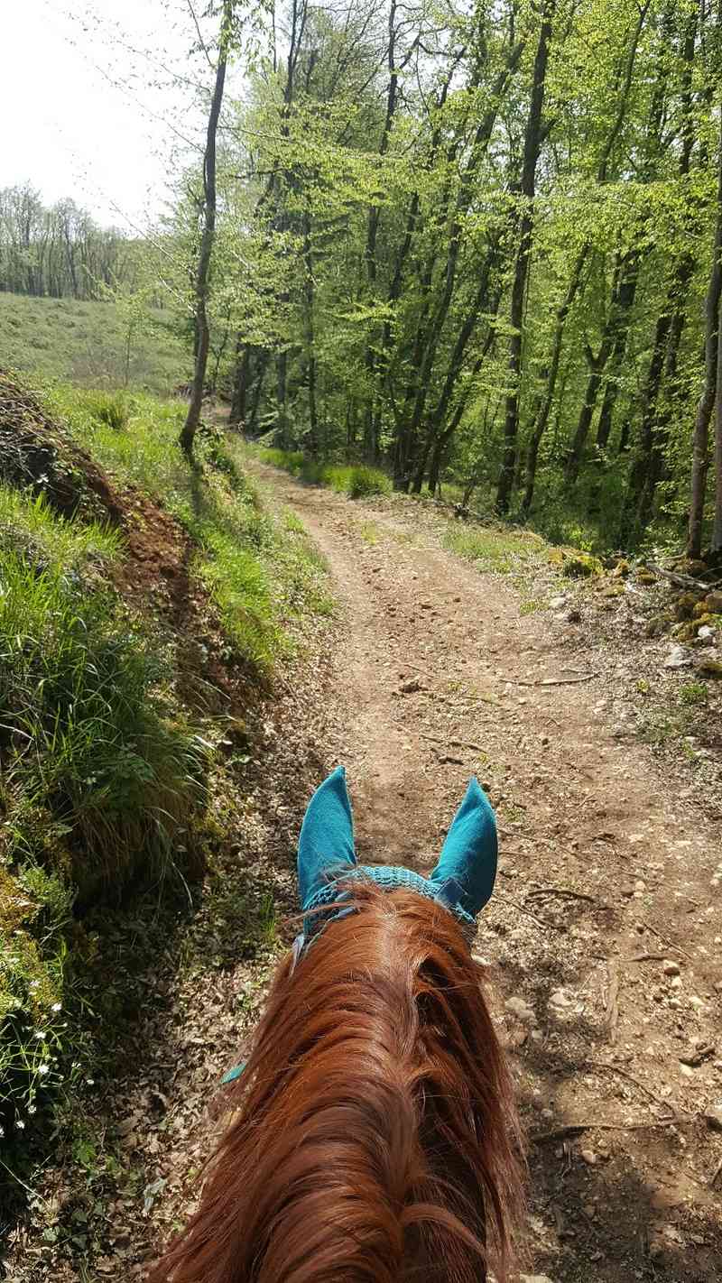 mes amis à 4 pattes et à 4 pieds - Page 15 20180418