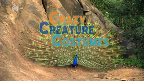 Állati jó jelmezek (Crazy creature costumes) 2015 TVRip x264 Hun mkv (6)  Allati12