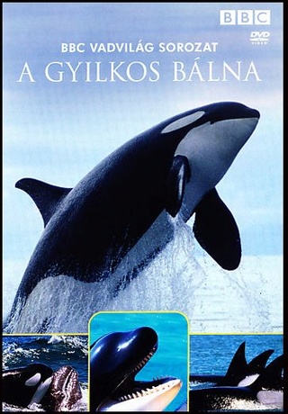 BBC Vadvilág sorozat - A gyilkos bálna (Killer whale) 1997 DVDRip x264 Hun mkv Bbc_va10