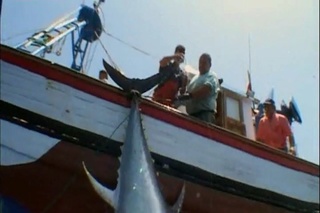 BBC Vadvilág sorozat - A gyilkos bálna (Killer whale) 1997 DVDRip x264 Hun mkv Bbc_va12