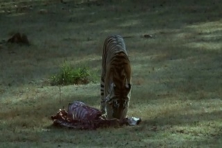 BBC Vadvilág sorozat - A Tigris (Wildlife S.-Tiger-Hunted Majesty) 1999 DVDRip x264 Hun mkv Bbc_va24