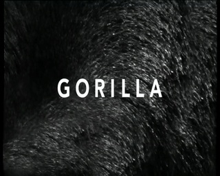 BBC Vadvilág sorozat - A Gorilla (Wildlife Special - Gorilla) 1997 DVDRip x264 Hun mkv  Bbc_va30