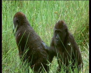 BBC Vadvilág sorozat - A Gorilla (Wildlife Special - Gorilla) 1997 DVDRip x264 Hun mkv  Bbc_va32