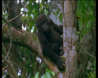 BBC Vadvilág sorozat - A Gorilla (Wildlife Special - Gorilla) 1997 DVDRip x264 Hun mkv  Bbc_va33