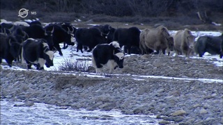 Univerzum - Az utolsó nomádok-A Himaláján át (The Last Nomads -Across the Himalaya) 2016 HDTV x264 Hun mkv Unive162