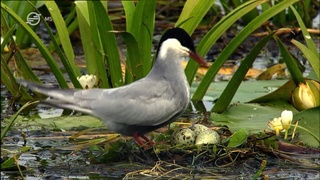 Univerzum - A Duna - Európa ütőere - Áradás és fagy között (Universum - Donau - Zwischen Flut und Frost) 2012 HDTV x264 Hun mkv Unive179