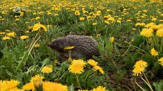 Univerzum - Egy év a sün életéből (Universum - The Year Of The Hedgehog) 2009 HDTV x264 Hun mkv Unive244