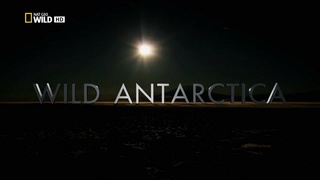 Vad Antarktisz (Wild Antarctica) 2015 TVRip x264 Hun mkv Vad_an10