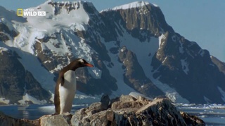 Vad Antarktisz (Wild Antarctica) 2015 TVRip x264 Hun mkv Vad_an11