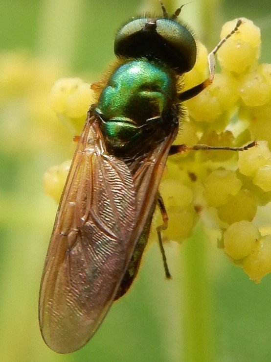 Chloromyia formosa scopoli 1763 La chloromye agréable (mâle) Mouche10