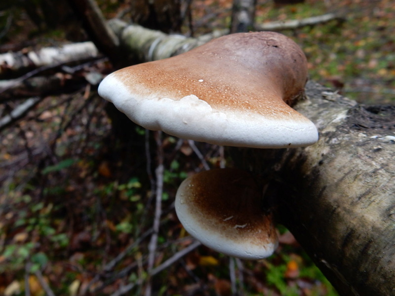 Piptoporus betulinus - Polypore du bouleau Polypo12