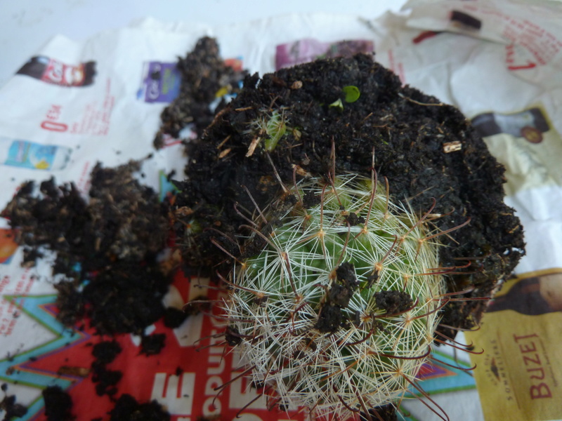 Mammillaria elongata - Page 2 04710