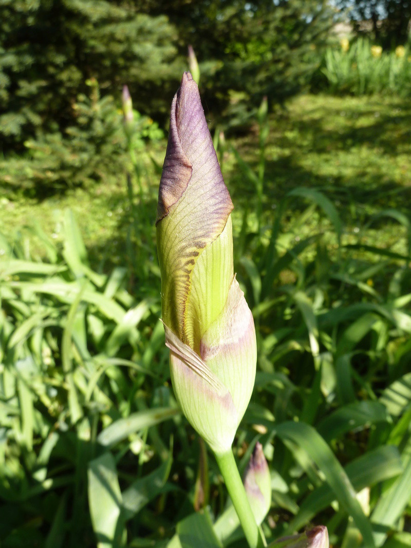 Iris variegata beige et violet - Flora et Lilou [identification en cours] - Page 2 20180530