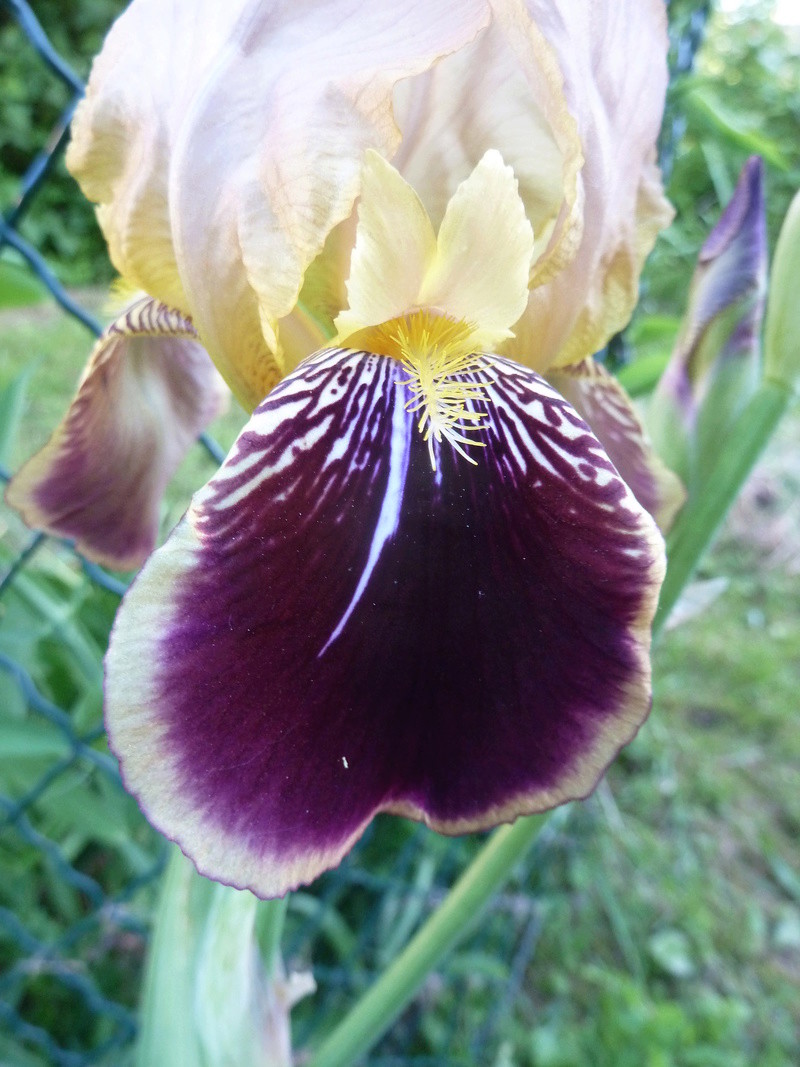 Iris variegata beige et violet - Flora et Lilou [identification en cours] - Page 2 20180531