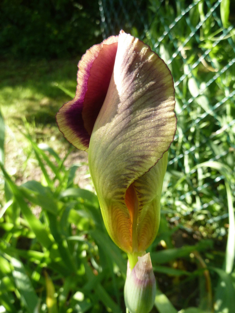 Iris variegata beige et violet - Flora et Lilou [identification en cours] - Page 2 20180533