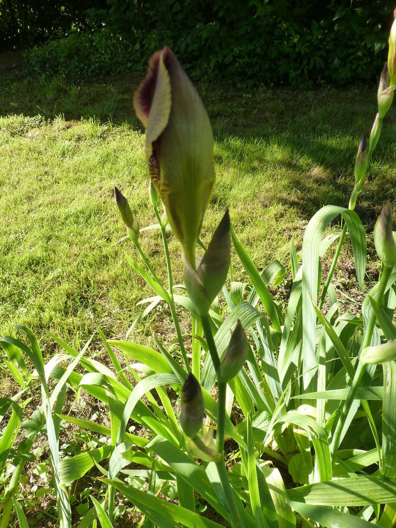 Iris variegata beige et violet - Flora et Lilou [identification en cours] - Page 2 20180534