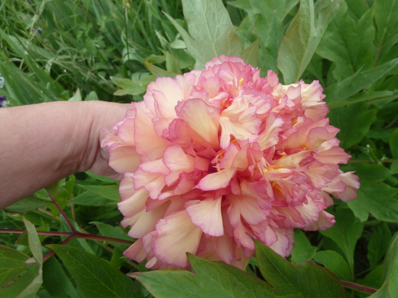 les jardins sont beaux en mai ! 20180549