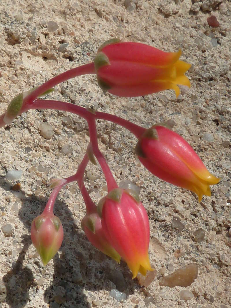 les jardins sont beaux en mai ! 20180552